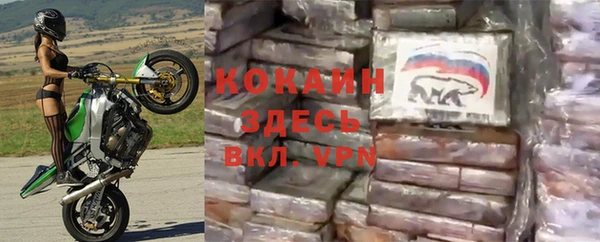 прущие грибы Сосновый Бор