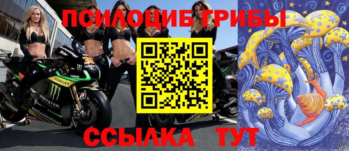 Галлюциногенные грибы Psilocybine cubensis  Кемерово 